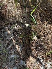 Rhynchospora floridensis