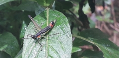 Paramastax duquei