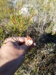 Staberoha distachyos