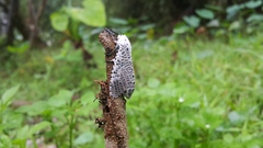 Polyphagozerra coffeae