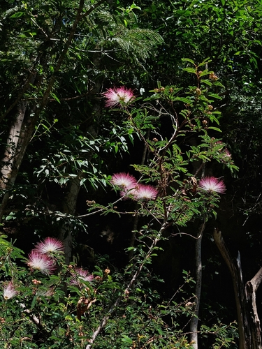 Calliandra selloi