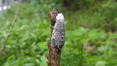 Polyphagozerra coffeae