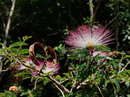 Image of Calliandra selloi by (c) Daniel Duarte, some rights reserved (CC BY)