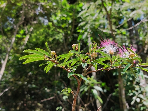 Calliandra selloi