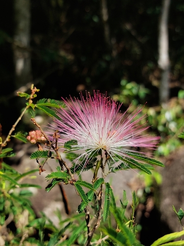 Calliandra selloi
