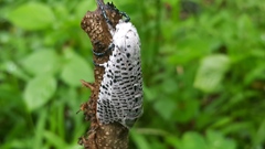 Polyphagozerra coffeae