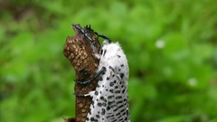 Polyphagozerra coffeae