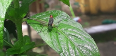 Paramastax duquei
