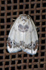 Neoduma kuangtungensis