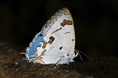 Hypolycaena othona othona