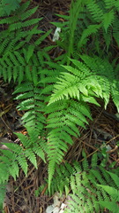 Athyrium