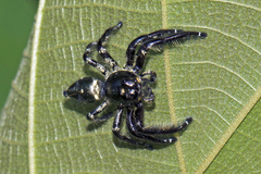 Hyllus diardi