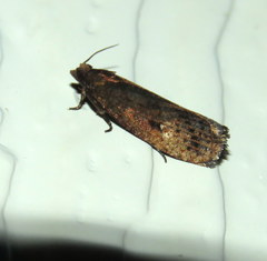 Cryptaspasma sordida