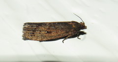 Cryptaspasma sordida
