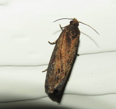 Cryptaspasma sordida