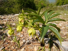 Helleborus multifidus istriacus