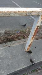 Turdus merula