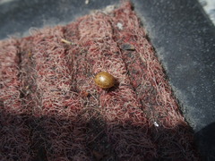 Harmonia sedecimnotata