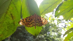 Epobeidia tigrata tigrata