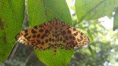 Epobeidia tigrata tigrata