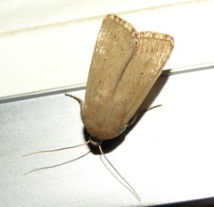 Leucania abdominalis