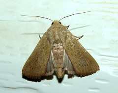 Leucania abdominalis