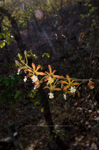 Prosthechea michuacana, photograph 6