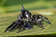 Hyllus diardi
