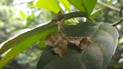 Krananda oliveomarginata