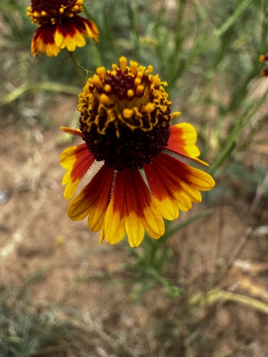 Slimleaf Sneezeweed (Helenium linifolium)