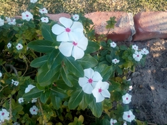 Catharanthus roseus