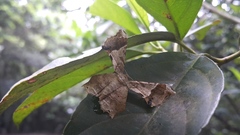 Krananda oliveomarginata