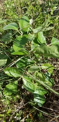 Toxicodendron pubescens