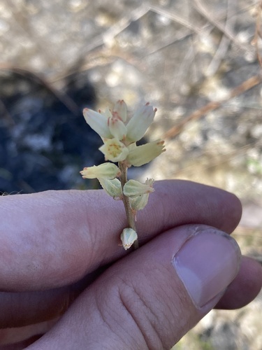 Aletris bracteata