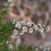 Juniper Myrtle - Photo (c) Keith Morris, some rights reserved (CC BY-NC), uploaded by Keith Morris