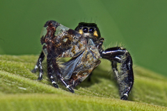 Hyllus diardi