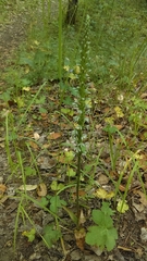 Piperia