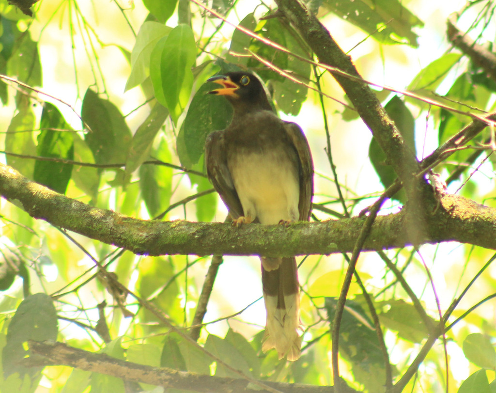 Brown Jay from Ocosingo, Chis., México on March 31, 2024 at 02:13 PM by ...