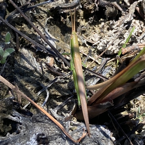 Cattail Toothpick Grasshopper photo 6