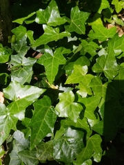 Hedera helix