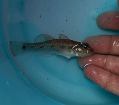 Isthmus Goby photo 2