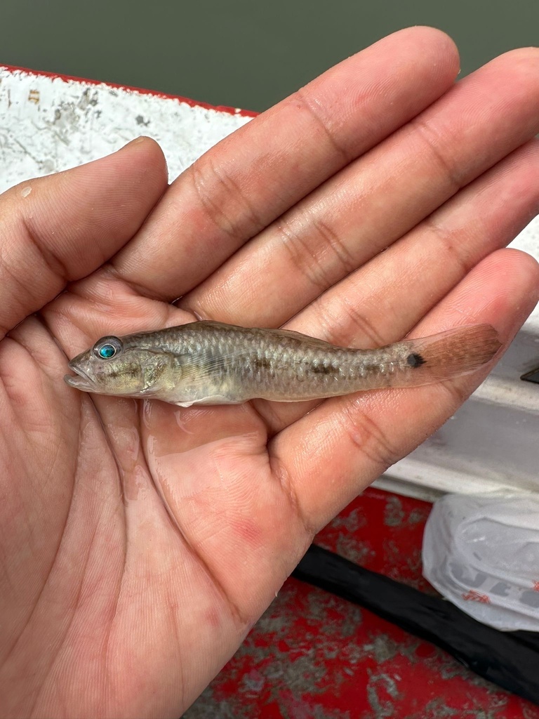 Isthmus Goby