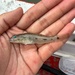 Isthmus Goby - Photo (c) Jiayuan Lin, some rights reserved (CC BY-NC), uploaded by Jiayuan Lin