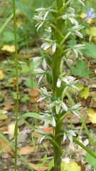 Piperia