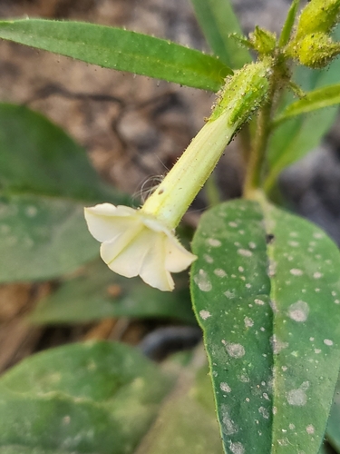 Image of Nicotiana attenuata by (c) Nicole, some rights reserved (CC BY)