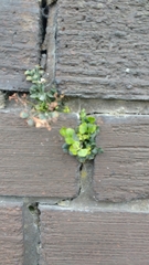 Asplenium ruta-muraria