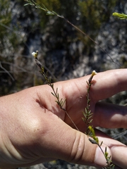 Lachnaea capitata