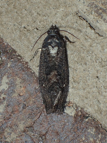 Dotted Gymnandrosoma Moth photo 6
