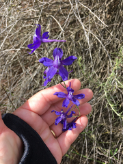 Delphinium parryi