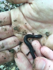 Plethodon electromorphus